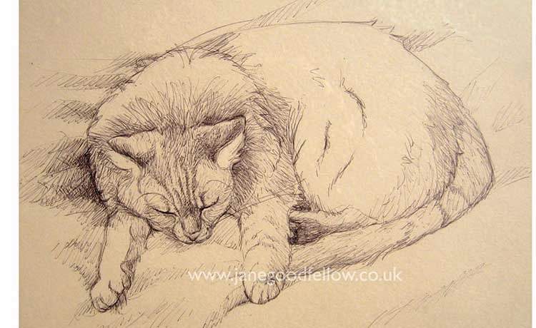 Biro drawing of "Fluffy" sleeping