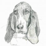 Pencil drawing of a dog called "Gracie"