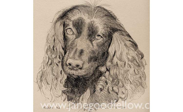 Pencil drawing of "Maizie" an eager-to-please dog