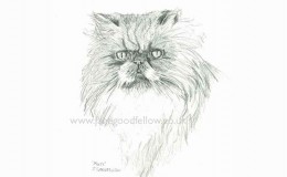 Pencil drawing of a cat called "Muti"