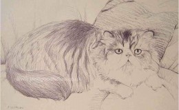 Biro drawing of "Nemo" "Cat of the year" in South Africa