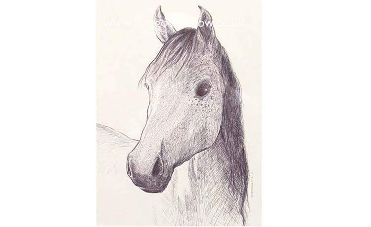 Biro drawing of "Stella" a young Anglo-Arab
