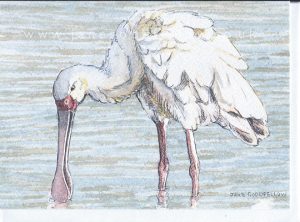 For Sale - Spoonbill Card