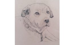 Pencil drawing of Judy's dog