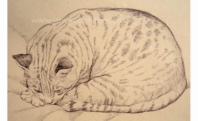 Biro drawing of "Lynx" a gorgeous stripy tiger of a cat