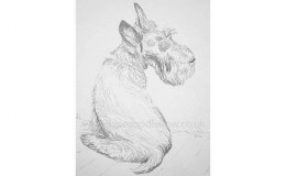 Pencil drawing of a dog called "Maggie"