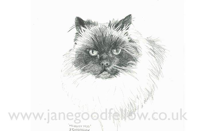 Pencil drawing of a cat called "Monkey Moo"