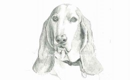Pencil drawing of a dog called "Oliver"